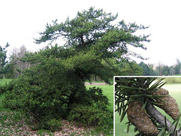 Pinus banksiana  /Borovice Banksova/