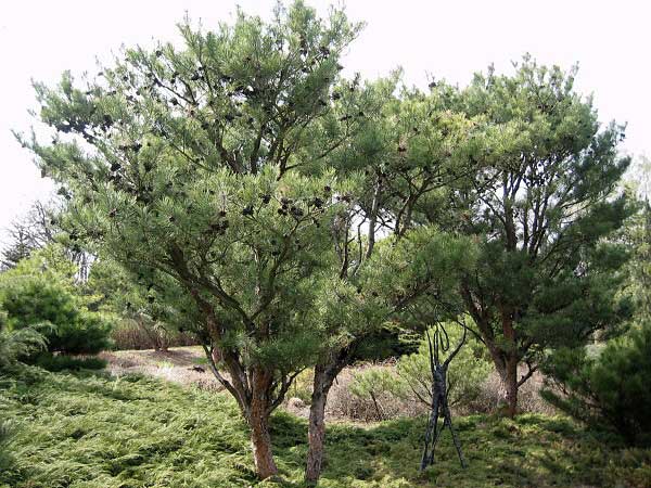 Pinus densiflora 'Pumila' /Borovice hustokvětá/