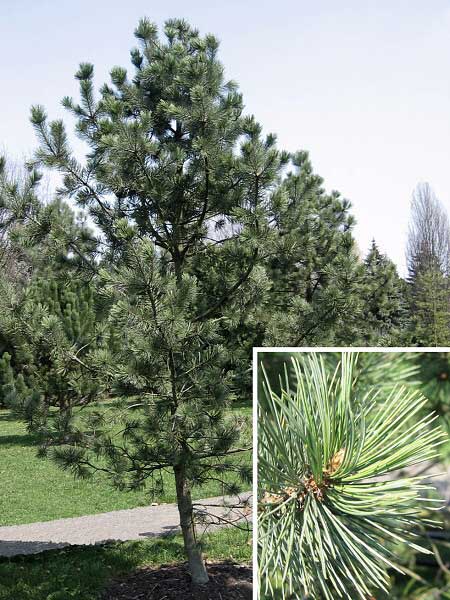 Pinus flexilis 'Firmament' /Borovice ohebná/