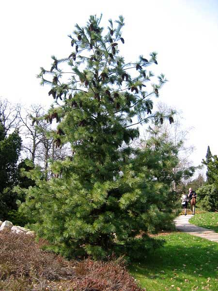 Pinus monticola /Borovice pohorská/