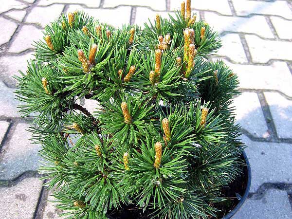 Pinus mugo 'Gnom'  /Borovice kleč/