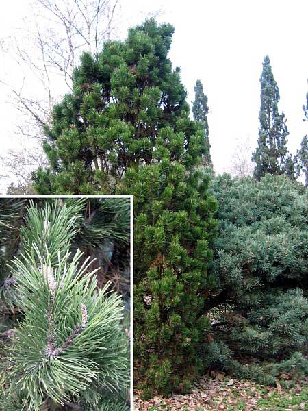 Pinus mugo 'Frisia'  /Borovice kleč/