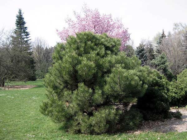 Pinus nigra 'Nana'  /Borovice černá/