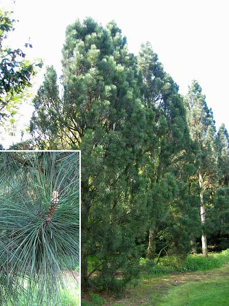 Pinus nigra var. pyramidata /Borovice černá/