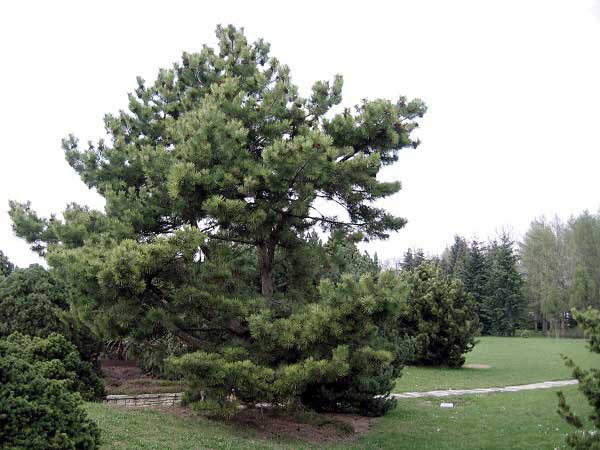 Pinus nigra ssp. salzmannii  /Borovice černá/