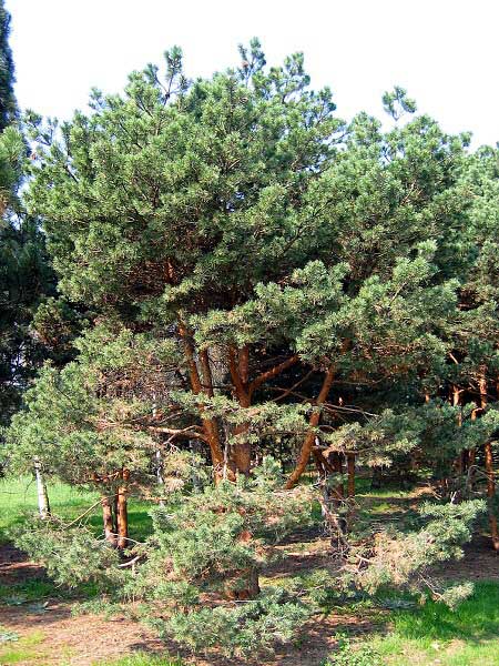 Pinus silvestris 'Kančí Hlava'  /Borovice lesní/