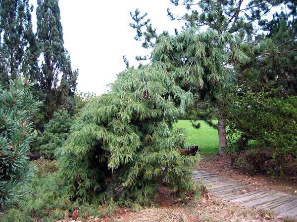 Pinus strobus 'Pendula'  /Borovice vejmutovka/