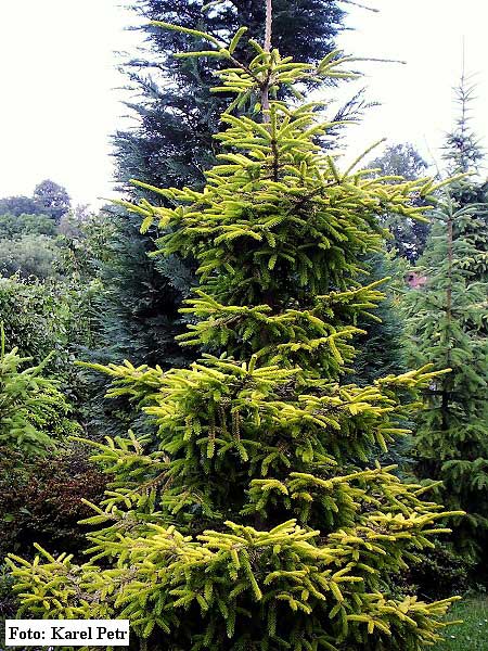 Picea abies 'Skyland'  /Smrk ztepilý/