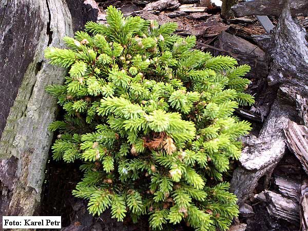 Picea abies 'Starý Smolivec WB'  /Smrk ztepilý/
