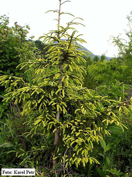 Picea orientalis 'Aura'  /Smrk východní/