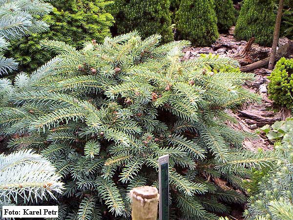 Picea pungens 'Nidiformis Kalouš' /Smrk pichlavý/