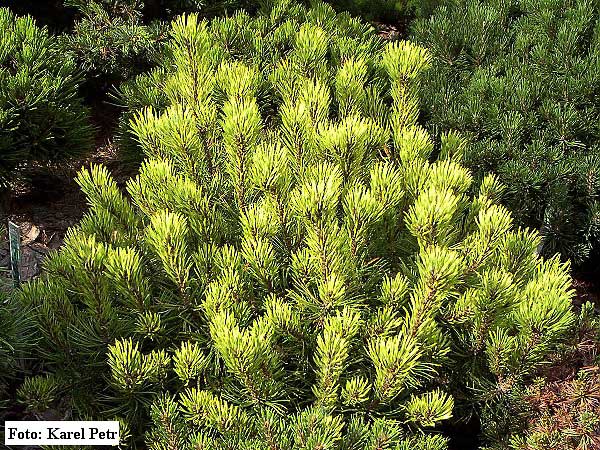 Pinus mugo 'Wintergold' /Borovice kleč/