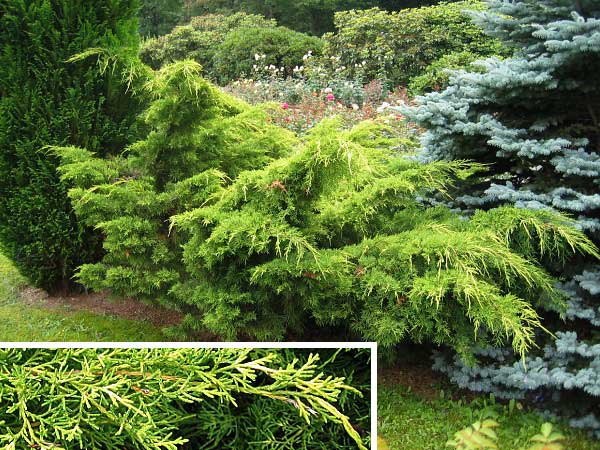 Juniperus chinensis 'Plumosa Aurea'  /Jalovec čínský/