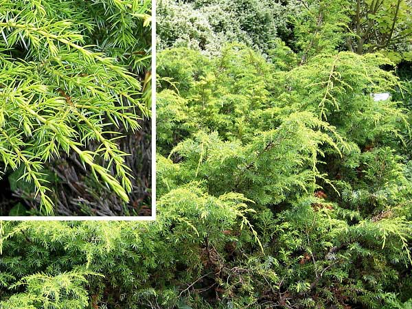 Juniperus communis 'Depresa Aurea'  /Jalovec obecný/