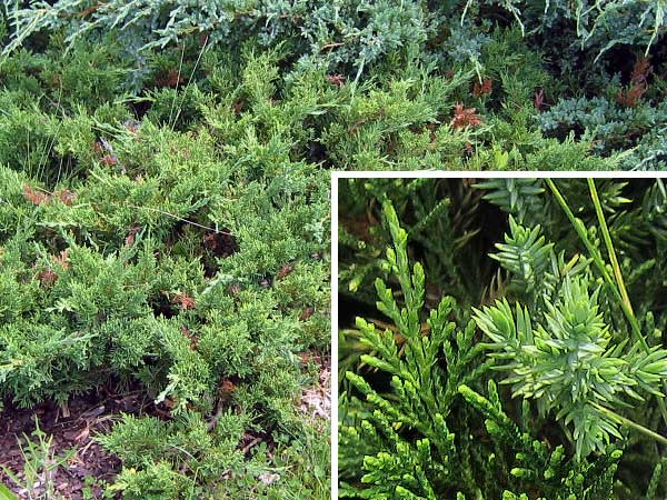 Juniperus procumbens  /Jalovec položený/