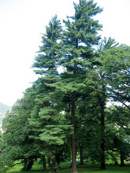 Pinus strobus  /Borovice vejmutovka /